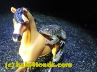 /home//u458753944/public_html/sourcegallery/////////////Roxborough Toad Detour/2021/2021-03-28/P3280095.JPG